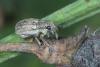 Sitona striatellus